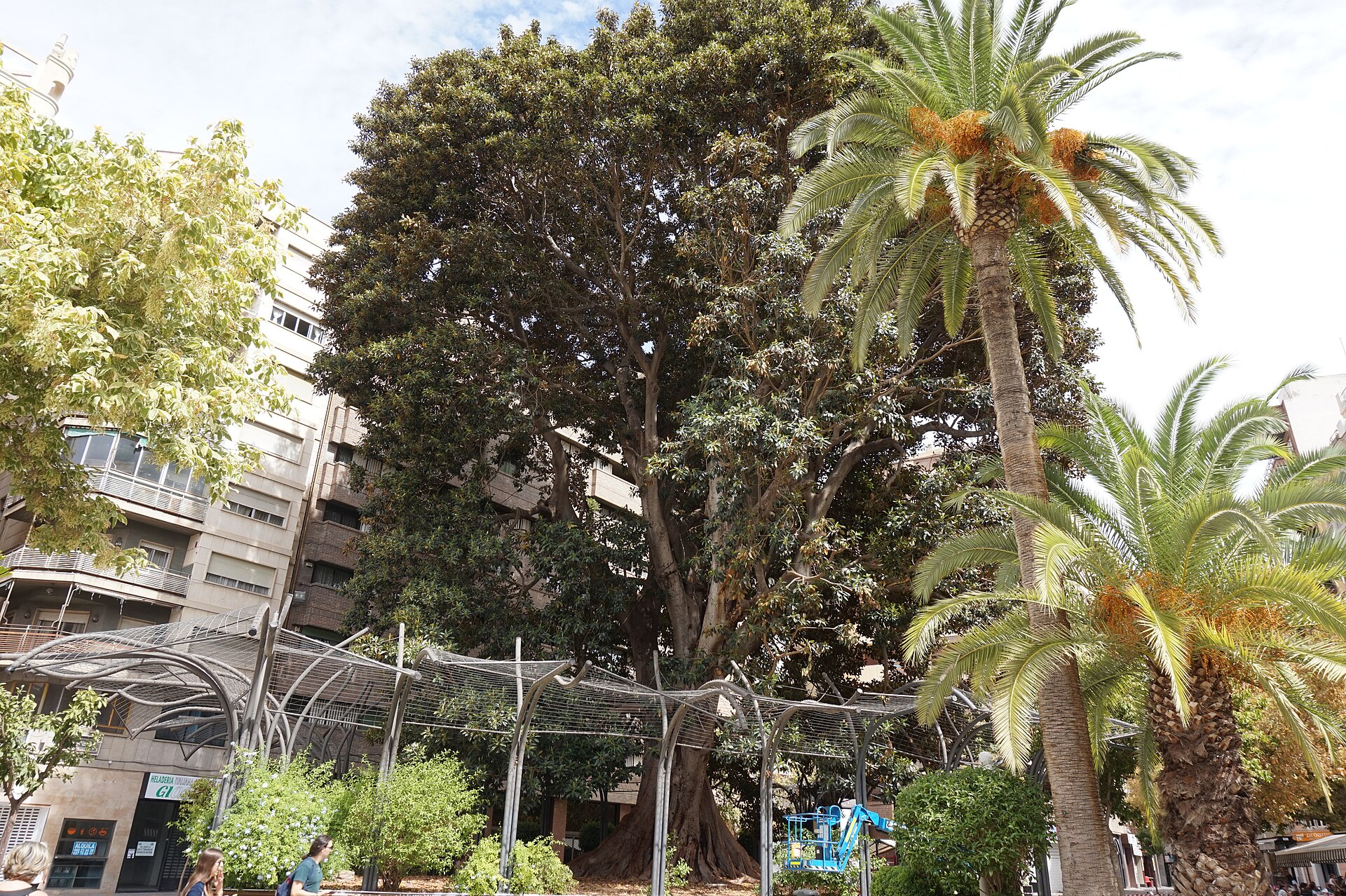 Ficus de la plaza de Santo Domingo