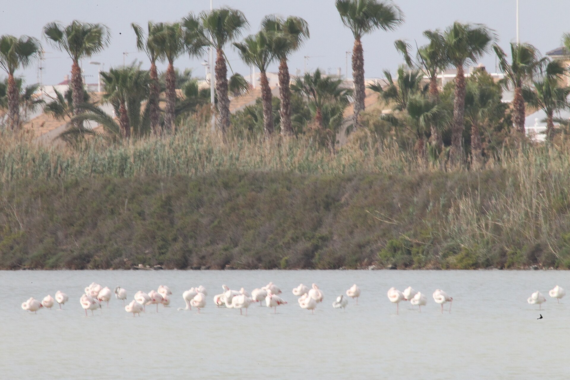 Flamencos en las Salinas de San Pedro