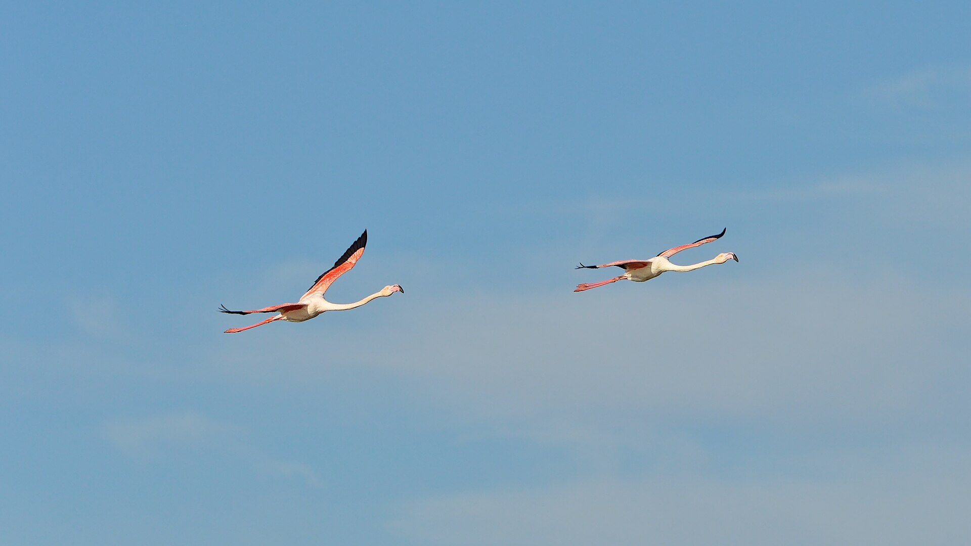 Flamencos sobrevolando las Salinas
