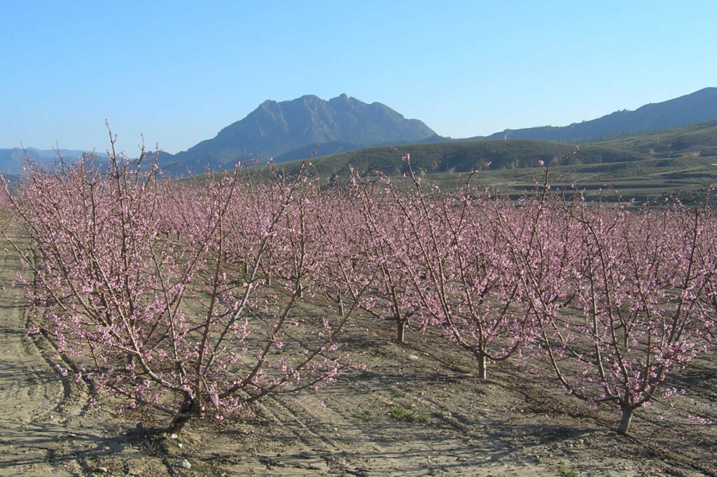 Floración en Cieza